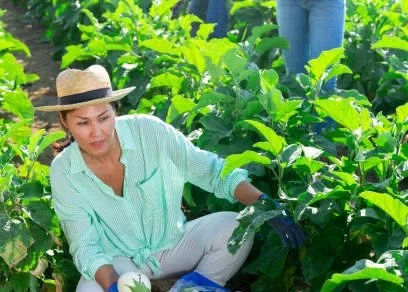good agricultural practices