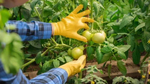 pest and disease management