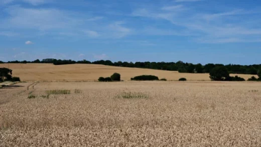 global food security