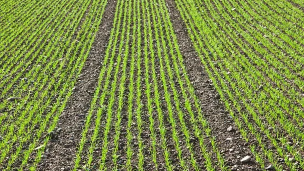 crop rotation