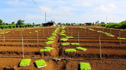 organic farming clusters