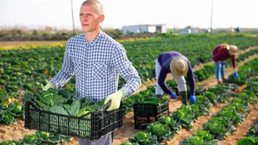 agriculture sector