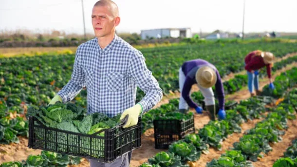 agriculture sector