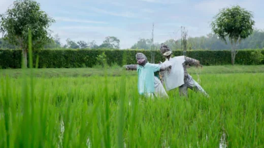 farmers