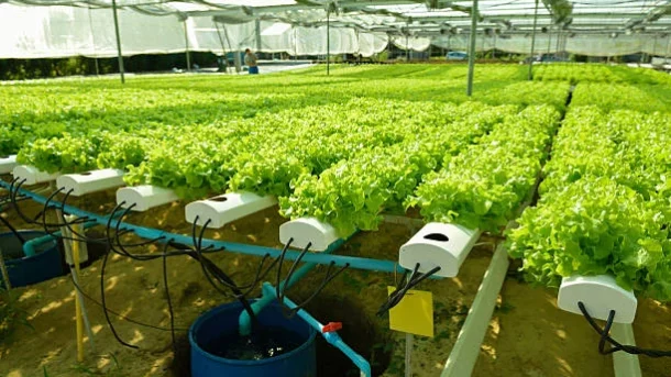pesticides