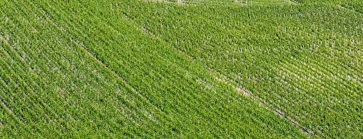 crop improvement