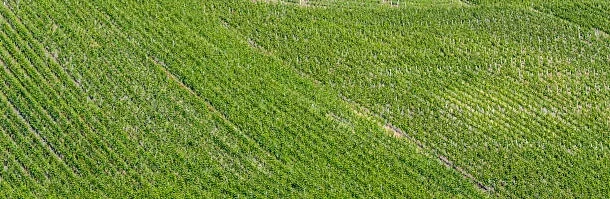 crop improvement
