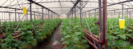 horticultural crops