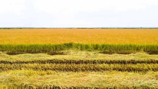 crop losses