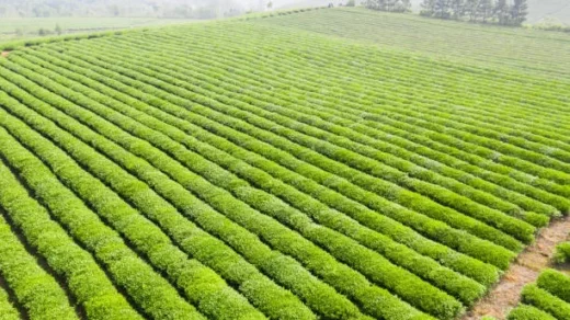 land tenure systems