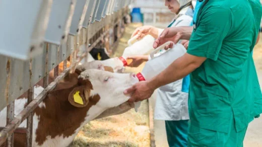 dairy development