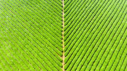 sustainable agriculture