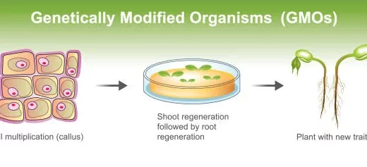 modified organisms