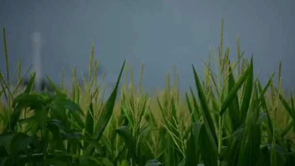 GMOs