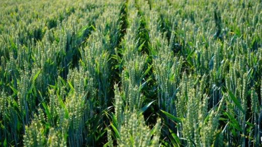 disease-resistant crops