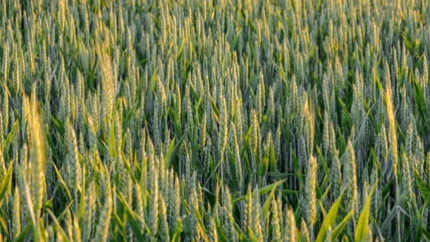 gene editing