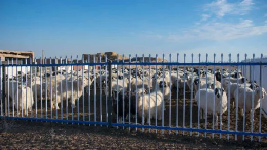 Livestock Mission