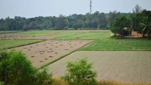 crops