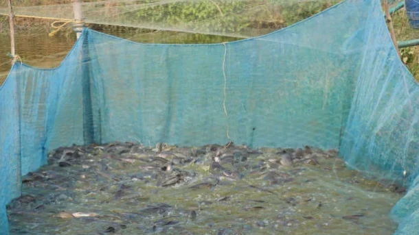 overfishing