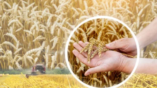 agricultural insurance