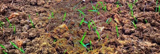 soil compaction