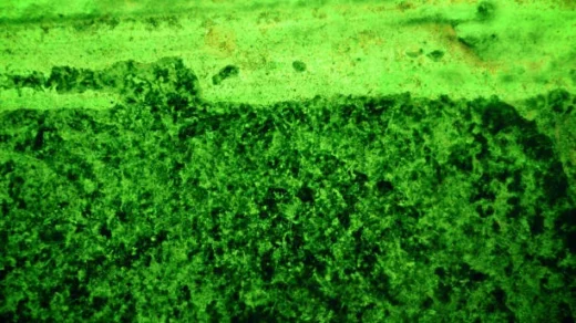 biofertilizers and bioinoculants