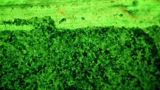 biofertilizers and bioinoculants